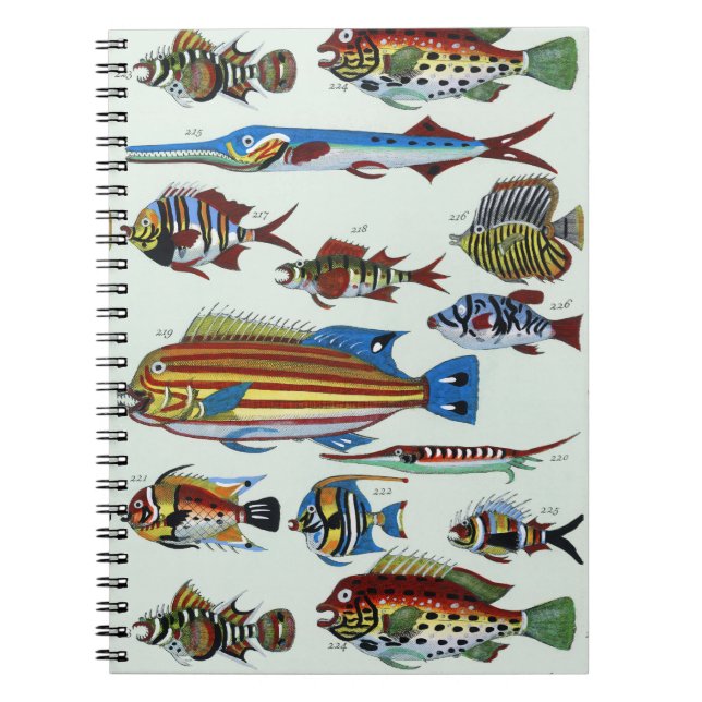 Antique Colourful Exotic Fish Natural History Prin Notebook (Front)