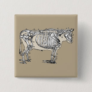 Antique Cow Skeleton Bones Fun 15 Cm Square Badge