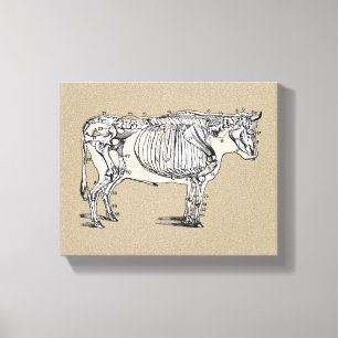 Antique Cow Skeleton Bones Fun Canvas Print