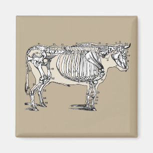 Antique Cow Skeleton Bones Fun Magnet