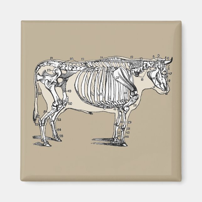 Antique Cow Skeleton Bones Fun Magnet (Front)