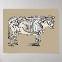 Antique Cow Skeleton Bones Fun