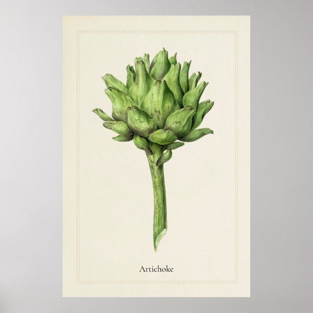Antique Culinary Artichoke Botanical Art Print  (Front)