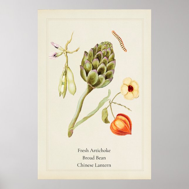 Antique Culinary Artichoke Botanical Art Print (Front)