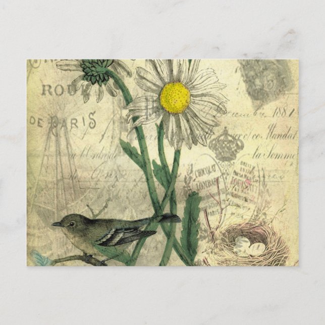 Antique daisies postcard (Front)