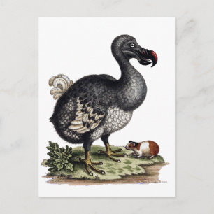 Antique Dodo Bird and Guinea Pig Postcard