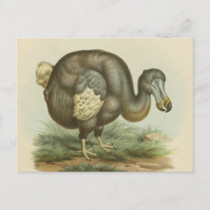 Antique Dodo Bird Natural History Postcard