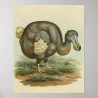 Antique Dodo Bird Natural History