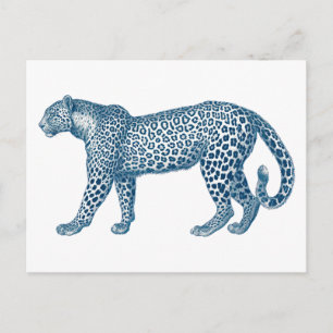 Antique drawing of a Leopard Postcard