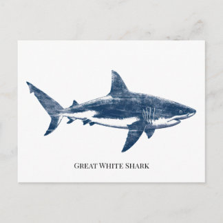 Antique  drawing of a shark postcard