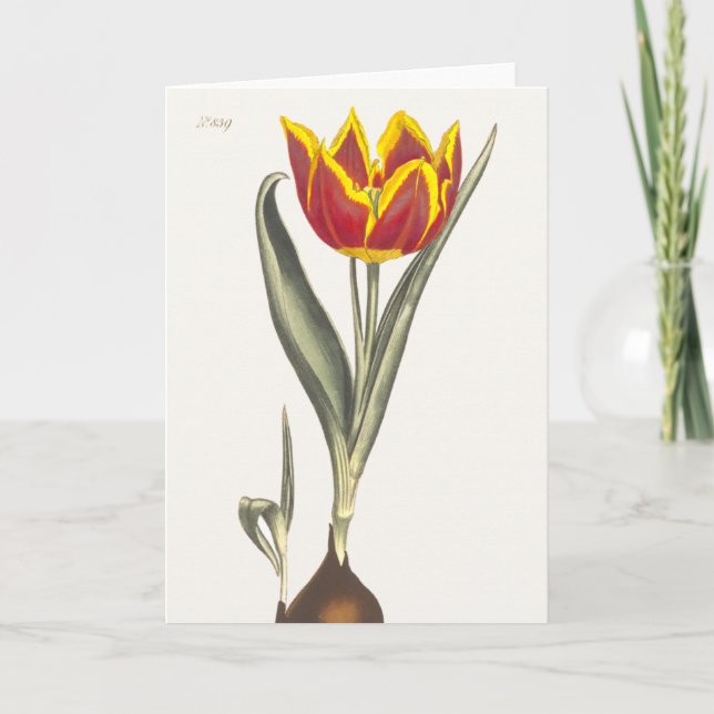 Antique Engraving of a Red Tulip Greeting Card (Front)