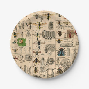 Antique Entomology Bees Wasps Natural History Paper Plate