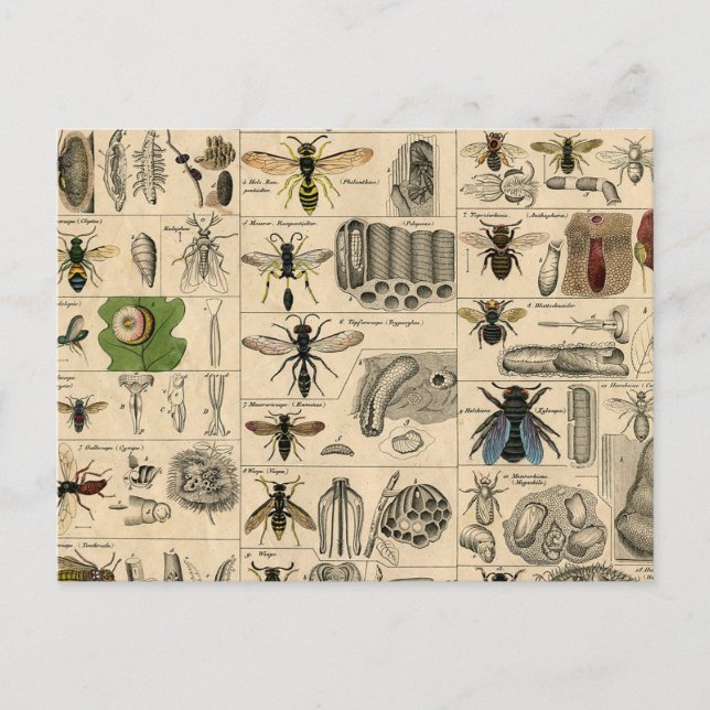 Antique Entomology Bees Wasps Natural History Postcard (Front)