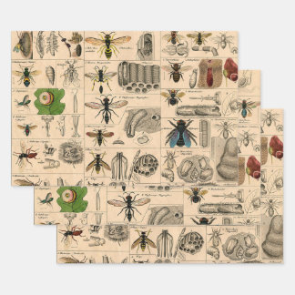Antique Entomology Bees Wasps Natural History Wrapping Paper Sheet