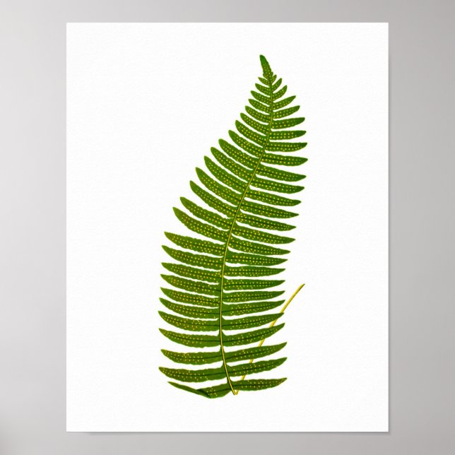 Antique Fern Botanical print no.3 Garden Decor (Front)