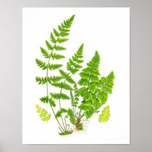 Antique Fern Print #11 Green Nature Botanical Art