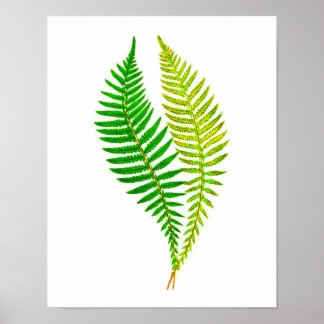 Antique Fern Print No.4 Green Nature Botanical Art