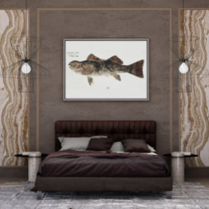 Antique fish aplodactylus arctidens marblefish poster