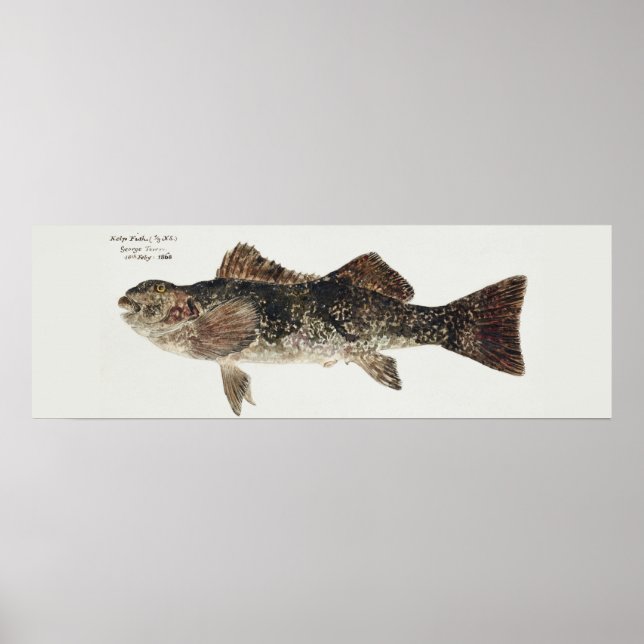 Antique fish aplodactylus arctidens marblefish poster (Front)