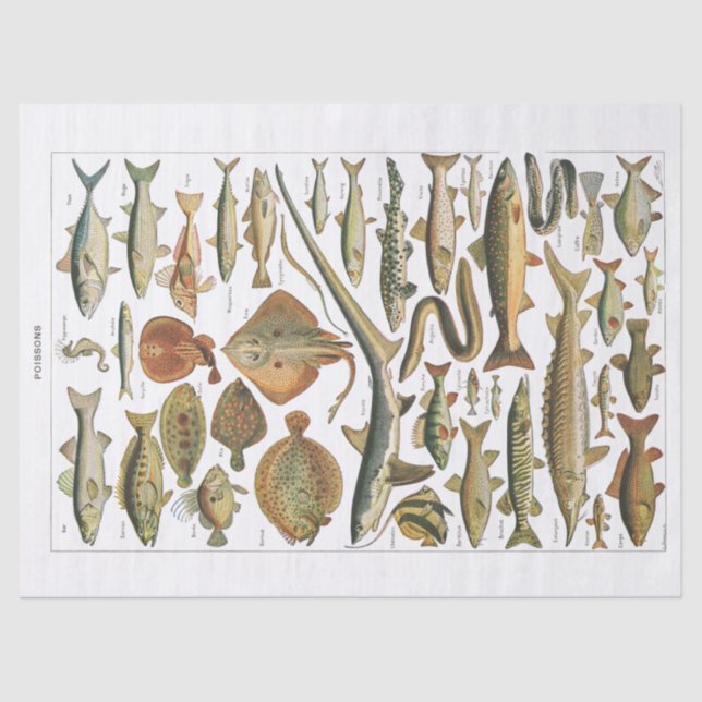 Antique fish chart crafter's tissue paper (Front)