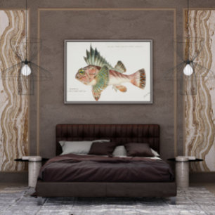 Antique Fish Neosebastes Scorpaenoides 1808 Poster