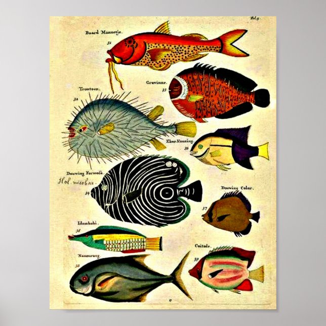  antique fish print (Front)