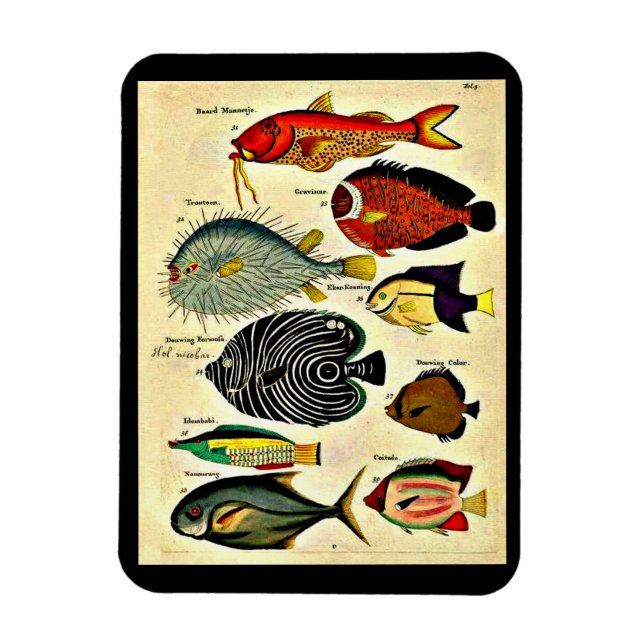 antique fish print magnet (Vertical)
