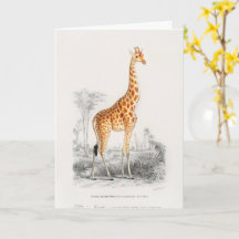 Antique Giraffe Natural History Print Orbigny