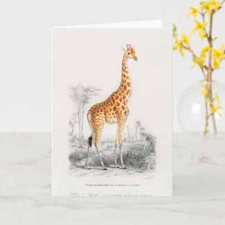 Antique Giraffe Natural History Print Orbigny Card