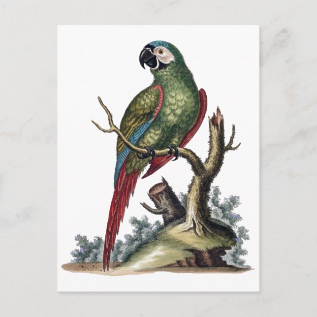 Antique Green Parrot Postcard (Front)