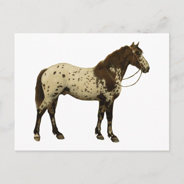 Antique Horses - Appaloosa Postcard (Front)
