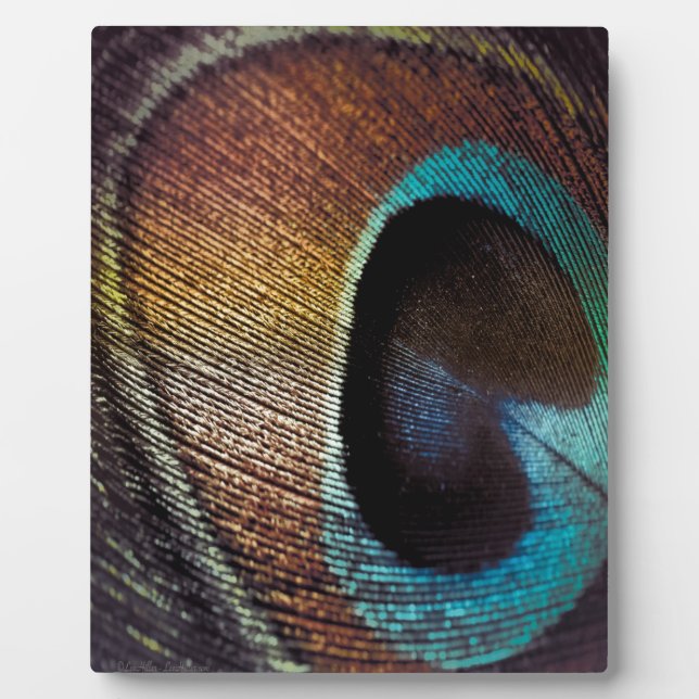 Antique Hues Peacock Feather Eye Plaque (Front)