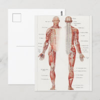 Antique Illustration of the Human Nervous System
