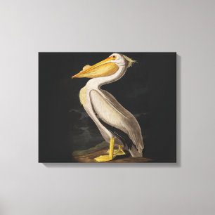 Antique John James Audubon White Pelican Coastal Canvas Print