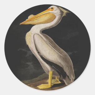 Antique John James Audubon White Pelican Coastal Classic Round Sticker