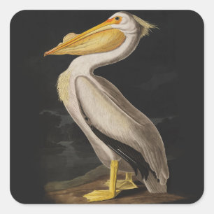 Antique John James Audubon White Pelican Coastal Square Sticker