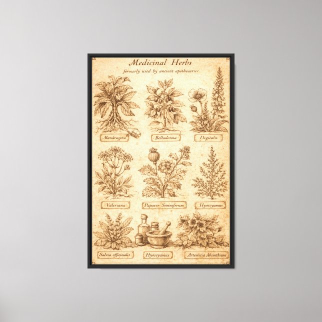 Antique Medicinal Herbs Chart Canvas Print (Front)