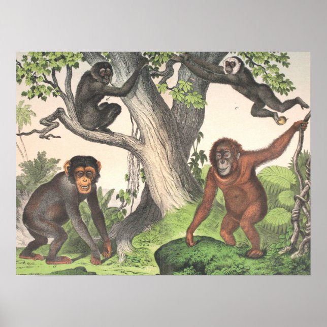 Antique Monkeys Print (Front)