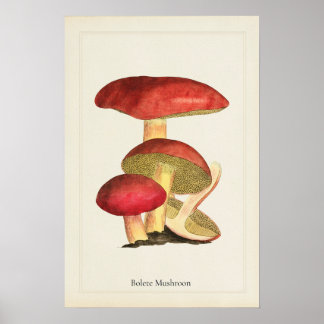 Antique Mushroom Art Print