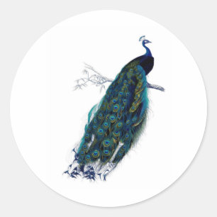 Antique Natural History Print Peacock Classic Round Sticker