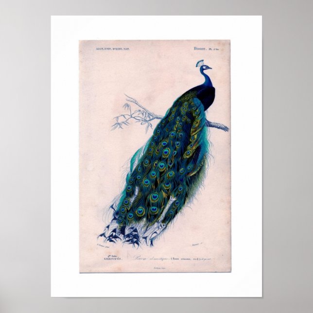 Antique Natural History Print Peacock Poster (Front)