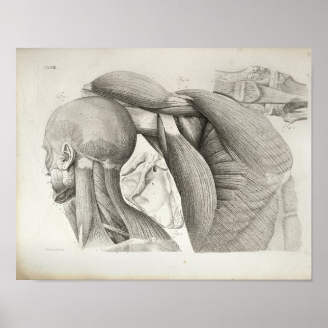 Antique Neck Shoulder Muscles Medical Print (Front)