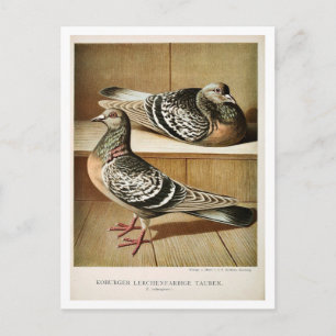 Antique pigeon litho engraving Coburger Postcard