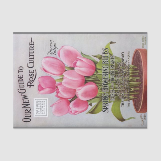Antique Pink Tulips Garden Catalogue Tissue Paper (Front)