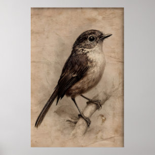 Antique Portrait Sparrow On Tree Print, Vintage Poster