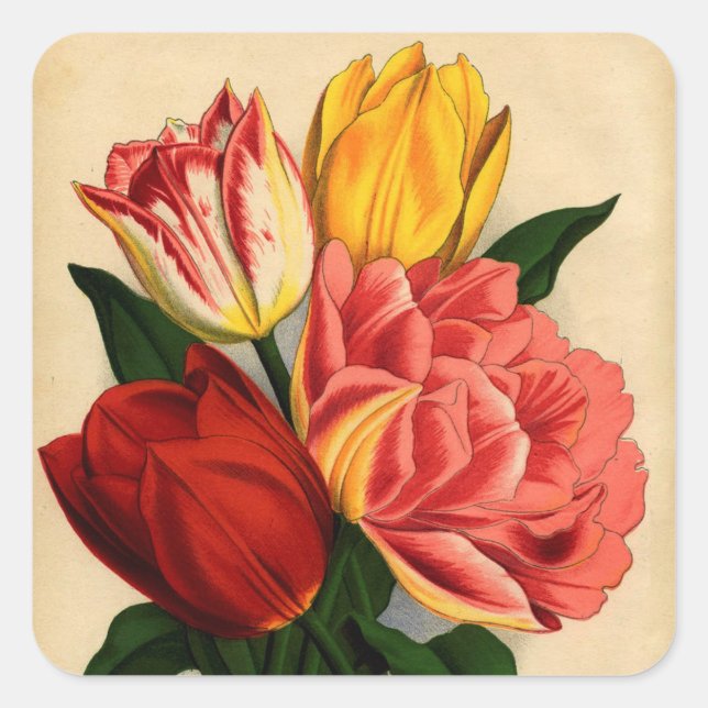 Antique Print Colourful Tulips Square Sticker (Front)