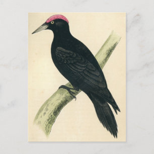 Antique Print of a Black Woodpecker Postcard