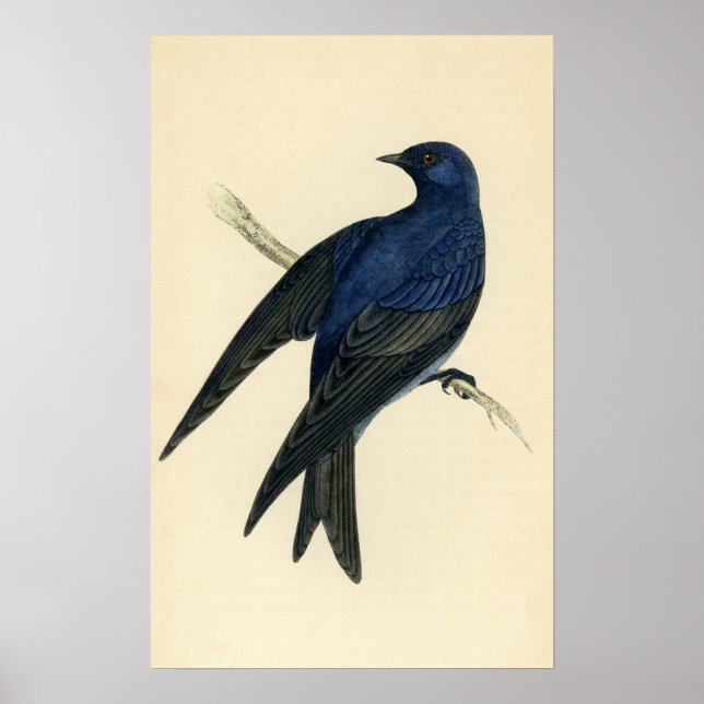Antique Print of a Purple Martin (Front)