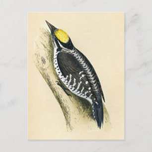 Antique Print of a Three Toed Woodpecker Postcard