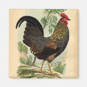 Antique Print Vintage Rooster Cockerel Magnet